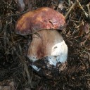 Boletus Pinophilus