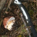 Boletus Pinophilus  Navacerrada (10)