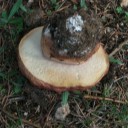 Boletus Pinophilus  Navacerrada (7)