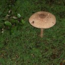 Macrolepiota 2