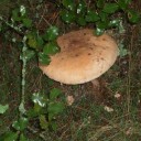 Macrolepiota 4