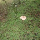 Macrolepiota 1