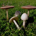 Volvariella gloicocephala copia