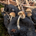 Psathyrella berolinensis_02 copia