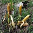 Bolbitius elegans copia
