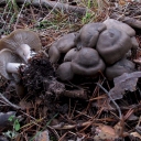 Lyophyllum decastes copia