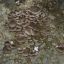 Pleurotus ostreatus