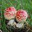 Amanita muscaria