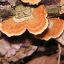 Trametes versicolor