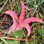 Clathrus archeri