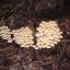 Hypholoma fasciculare