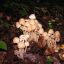 Gymnopus confluens
