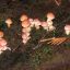 Hypholoma sublaterium