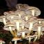 Hypholoma fasciculare