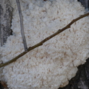 Hericium clathroides     (Pall.) Pers. - (1797)