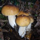 Boletus 2010