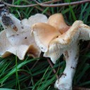DSC03307A