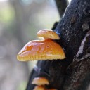 FLAMMULINA VELUTIPES (2) a