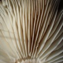 DSC03390A
