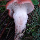 DSC03285A