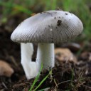 IMG_2046A