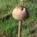 IMG_6395procera