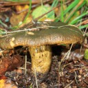IMG_6374turpis