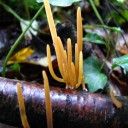 Macrotyphula fistulosa (5)[1]