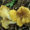 DSC04429A