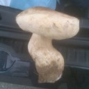 boletus