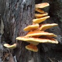 Laetiporus sulphureus o Polyporus sulphureus, el hongo pollo. Chicken mushrooms.