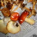 russula aurea 1.