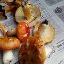 russula aurea 2.