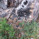  Trametes versicolor en roble