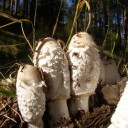 Coprinus comatus