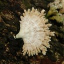 Schizophyllum commune