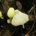 Leucocoprinus birnbaunii