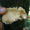 Polyporus tenuicolus