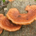 Pycnoporus cinnabarinus