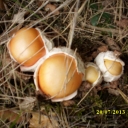 Amanita cesárea