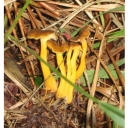 cantharellus 2013