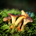Cantharellus 2014
