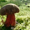 Cogumelos de Paredes de Coura