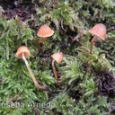 Galerina calyptrata