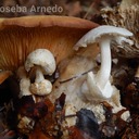 Volvariella surrecta