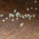 Calycellina rubescens