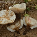 Melanoleuca cinereifolia