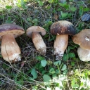 boletus onenak,pinicola,reticulatus,aereus eta edulis