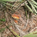 AMANITA CESAREA EN PLAMITOS