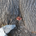 FISTULINA HEPATICA - CASTAÑOS